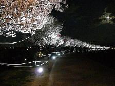 桜まつりのライトアップ